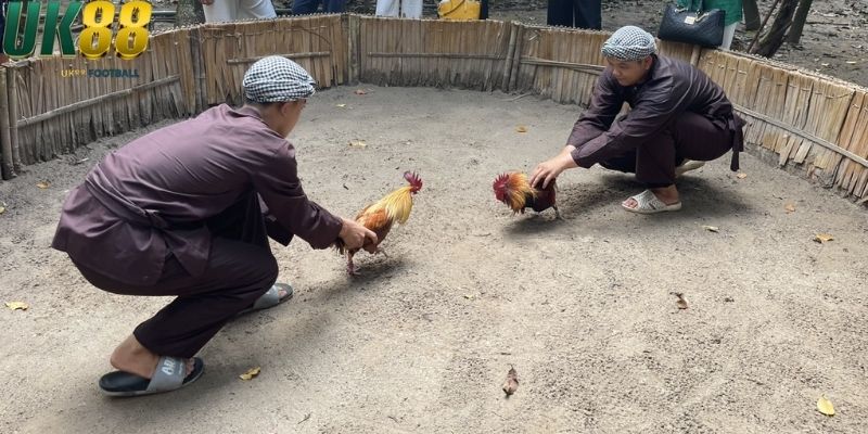 Các loại kèo đá gà cựa sắt phổ biến hiện nay