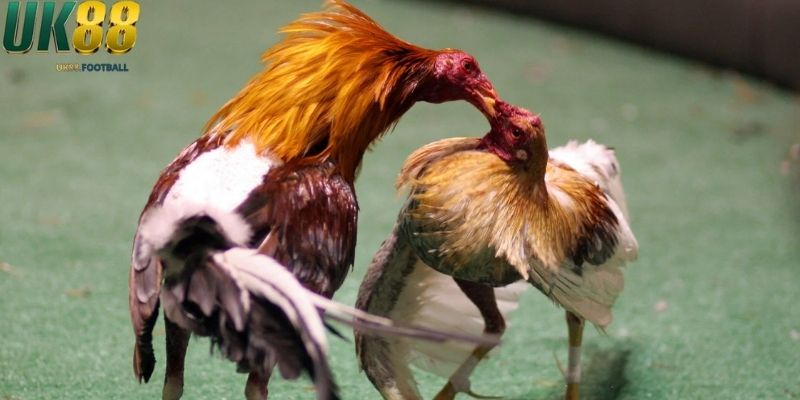 Đá gà cựa sắt luật chơi cơ bản dễ hiểu