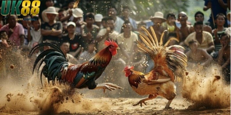 Đá gà UK88 mang đến trải nghiệm kịch tính từng trận