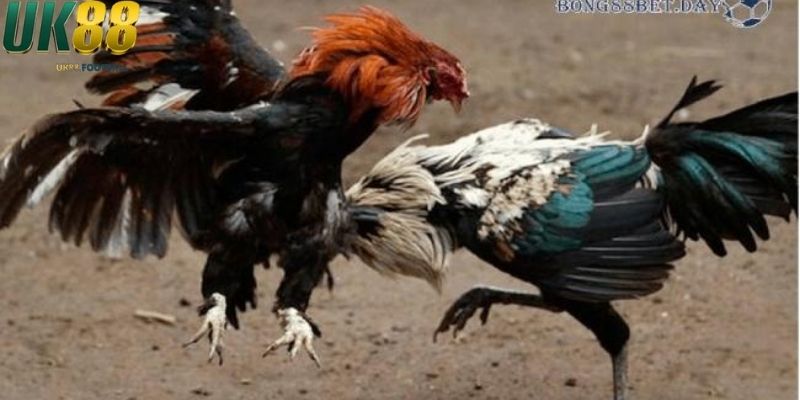 Kinh nghiệm soi kèo đá gà chuẩn xác tăng tỷ lệ thắng