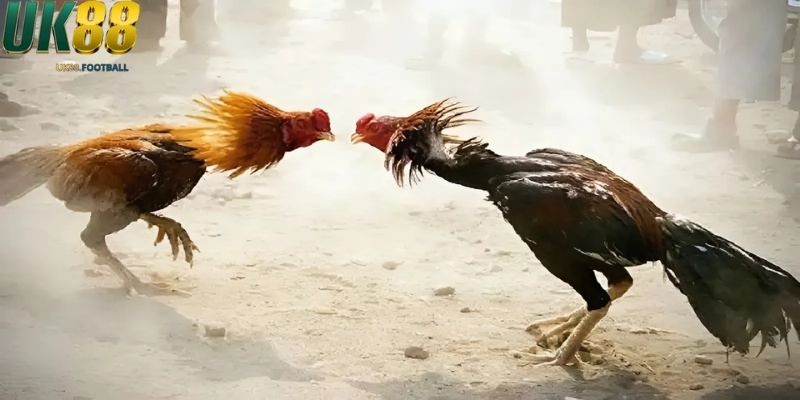 Mẹo chọn gà đá dựa vào sức khỏe và bền bỉ