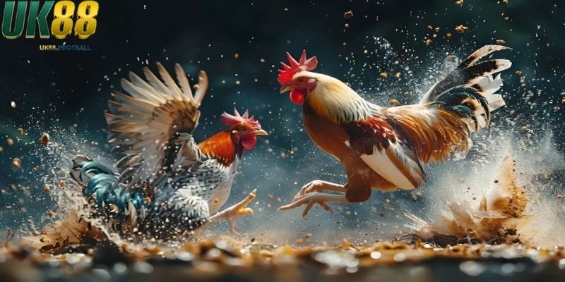 Mẹo chọn gà đá quan sát dáng đi và tư thế